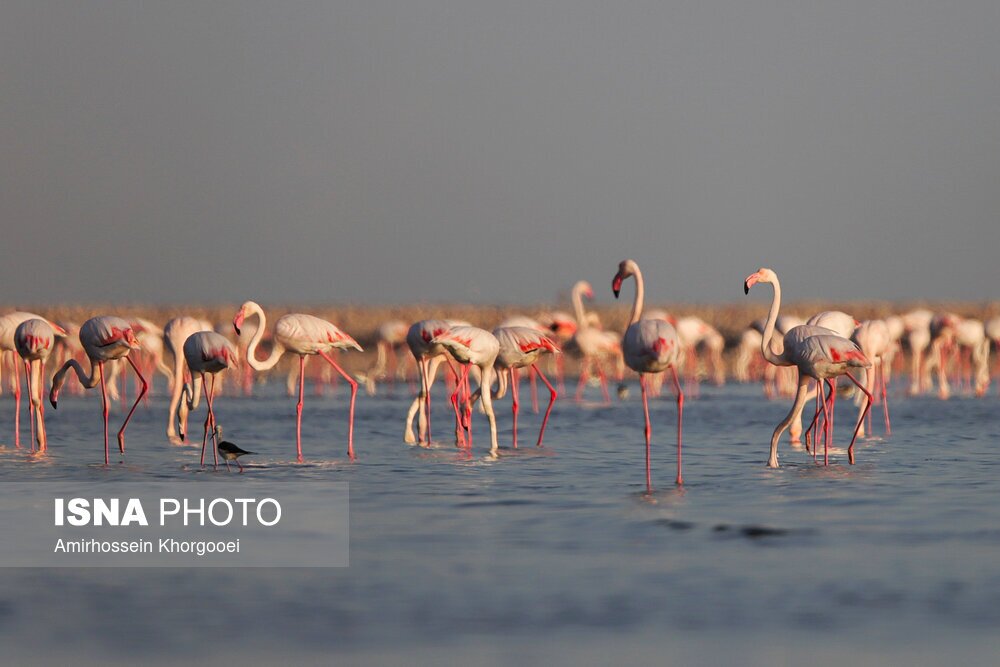 تصاویر: فلامینگوها میهمان آب‌های گرم خلیج فارس