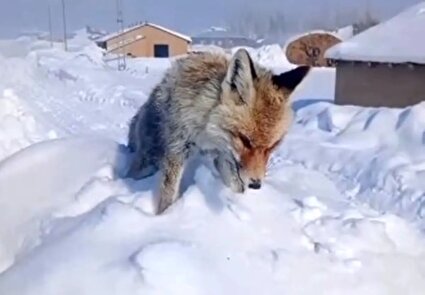 ببینید / خشک شدن ایستاده یک روباه بر اثر سرما در ترکیه