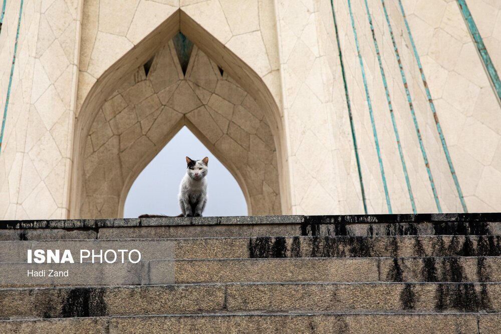 تصاویر: تهران در دود
