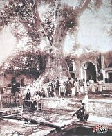 عکس/ چنار معروف امامزاده صالح