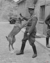 عکس/ سگ قدرتمند ارتش هیتلر