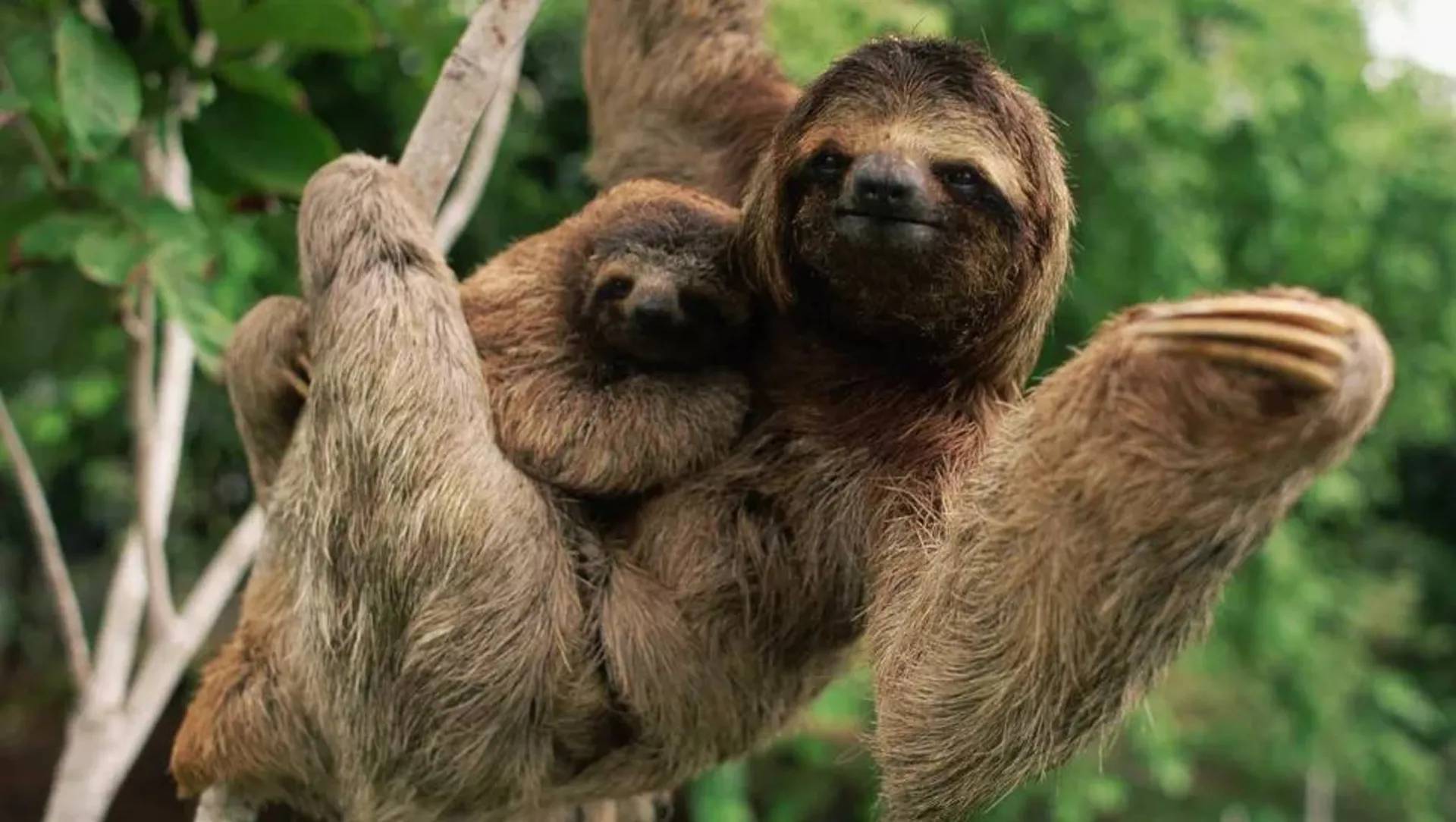 آهسته، اما برنده؛ کندترین حیوان دنیا کدام است؟