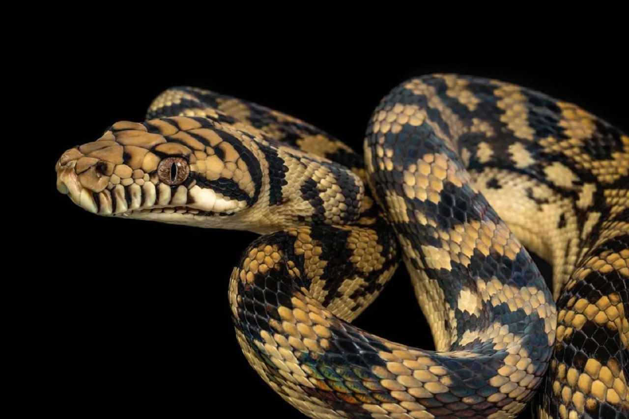 مار علیه گرانش؛ خزندگان بی‌ دست‌ و پا چگونه استاد حفظ تعادل شده‌اند؟