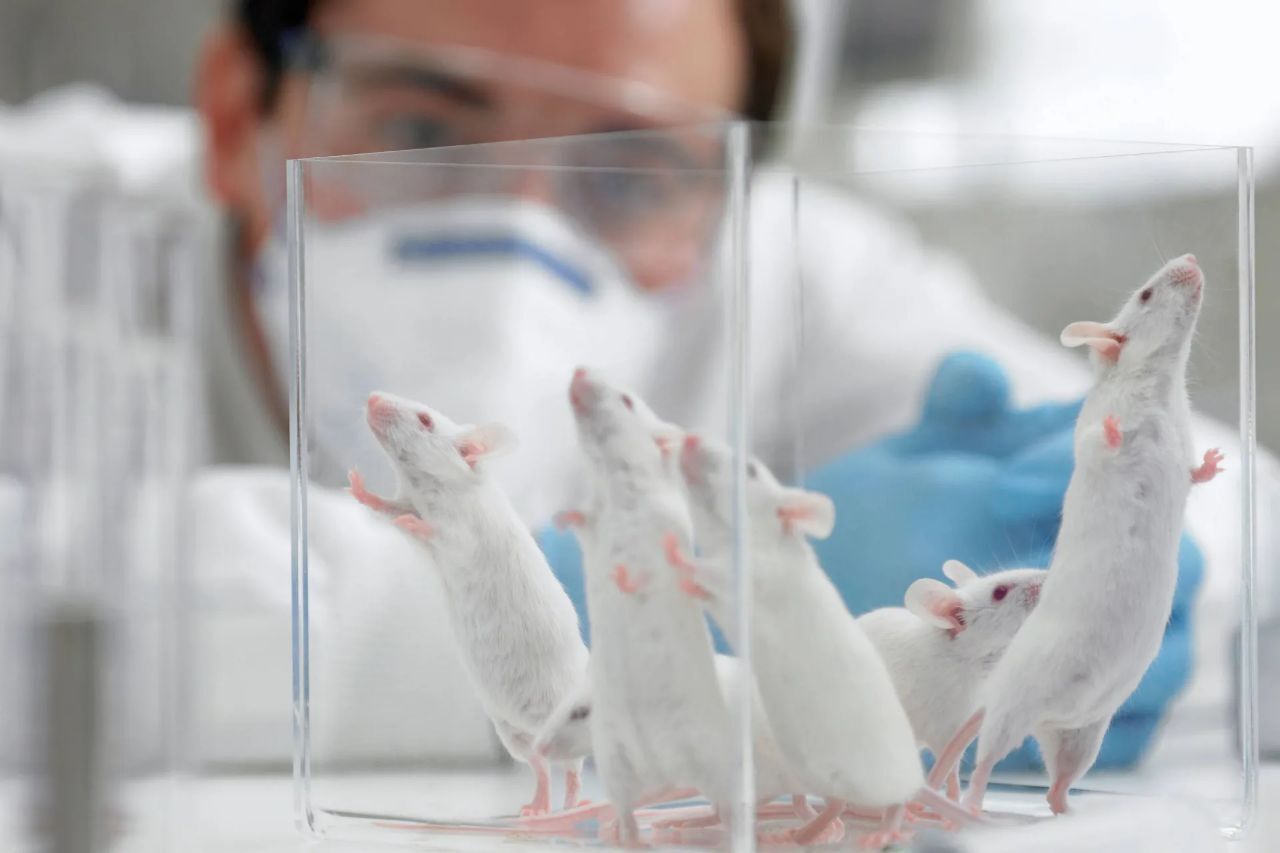 دانشمندان یک موش و ۵۸ نسل آن را شبیه‌سازی کردند، اما در نهایت اتفاقی هولناک رخ داد