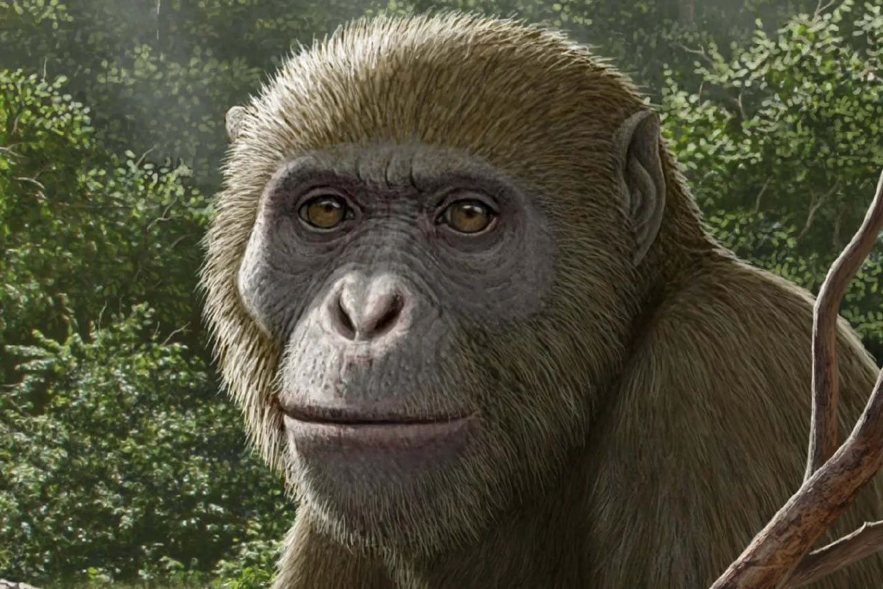 فسیل کشف‌ شده در مصر احتمالاً بقایای نزدیک‌ترین جد تمام میمون‌های بی‌دم است