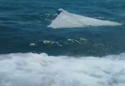 ببینید / شکار پهپاد انتحاری لوکاس توسط نیروی زمینی سپاه در سواحل جنوب کشور