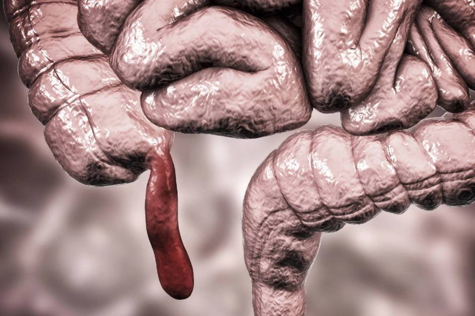 نقش پنهان آپاندیس؛ عضو ظاهراً بی‌فایده ما دست‌کم ۳۲ بار در تاریخ تکامل یافته است