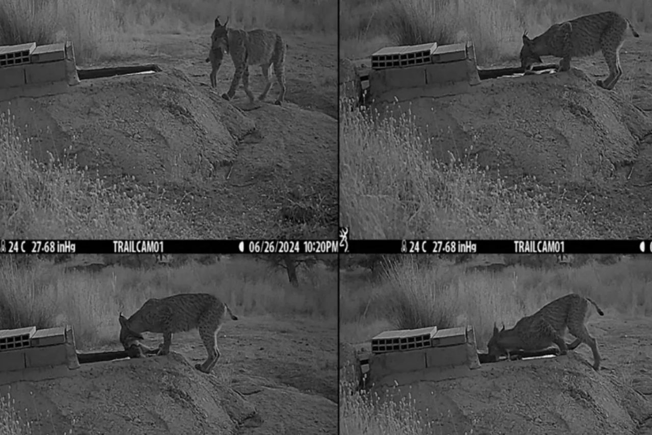 لینکس ایبری شکارش را می‌شوید؛ رفتاری عجیب که تا به حال دیده نشده بود