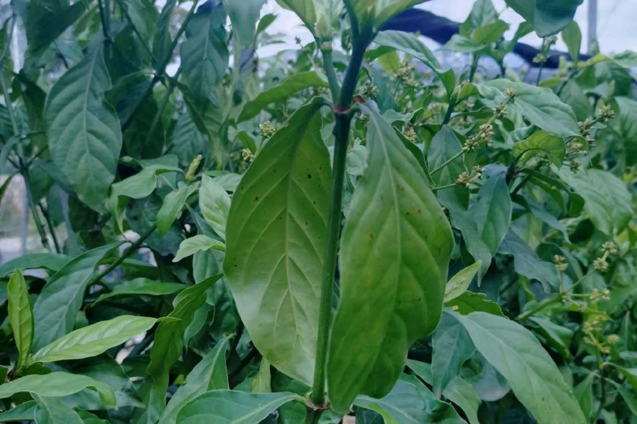 دانشمندان با مهندسی ژنتیک، گیاه تنباکو را قادر به تولید همزمان ۵ ماده روان‌گردان کردند