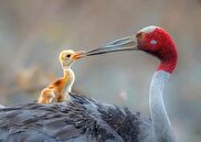 آیا انسان‌ها می‌توانند با حیوانات گفت‌وگو کنند؟