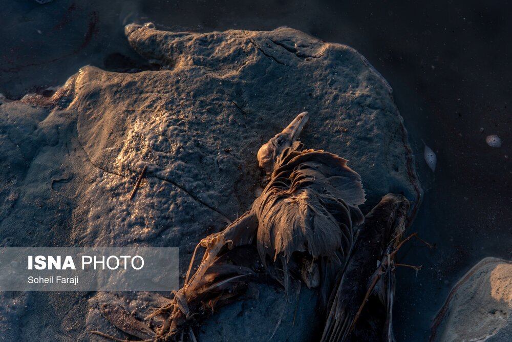 تصاویر: بارندگی، روزنه امید دریاچه ارومیه