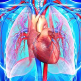 آلودگی صوتی شبانه تهدیدی برای سلامت قلب