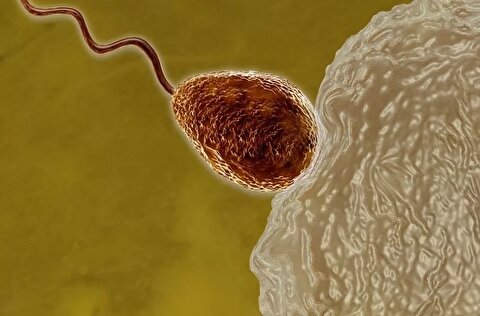 محققان: تخمک زنان در آخرین لحظات لقاح در گزینش اسپرم برنده بسیار سختگیر می‌شود