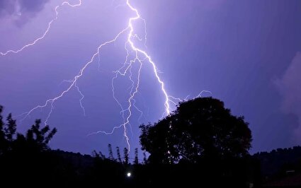ببینید / سقوط درخت در نوشهر پس از تندباد شدید و رعد و برق مهیب