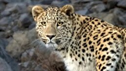 ببینید / رخ‌نمایی پلنگ ایرانی در منطقه اوزوم خراسان‌شمالی