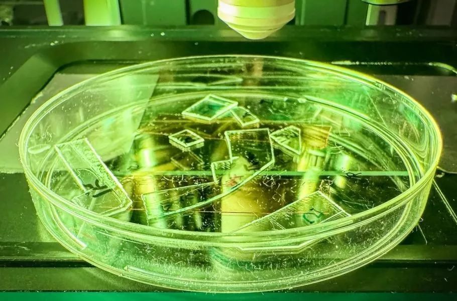 ابتکار دانشمندان با الهام از بال حشرات: لایه پلاستیکی نازکی که ویروس‌ها را نابود می‌کند