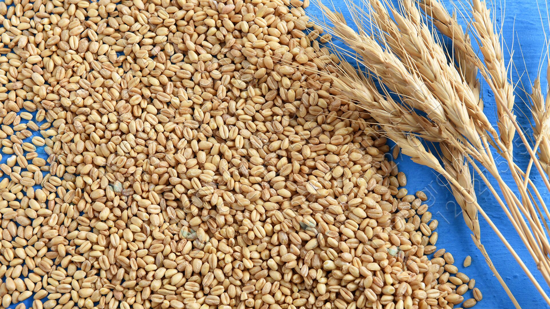 ارز واردات گندم دوباره ۲۸۵۰۰ تومان شد