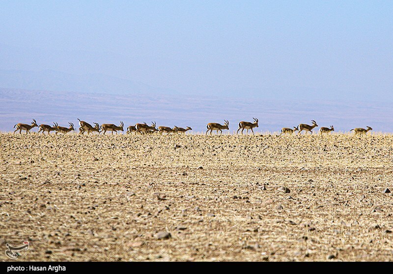 تصاویر: آخرین بازماندگان آهوی ایرانی در شمال غرب کشور