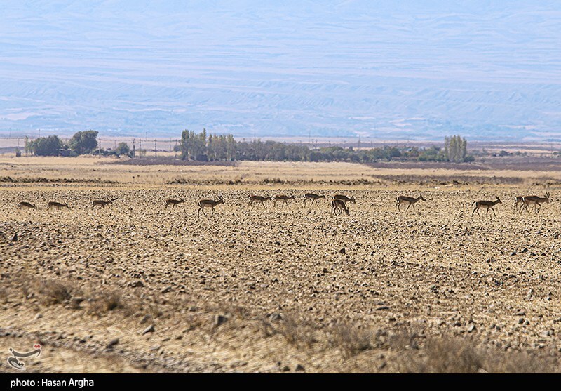 تصاویر: آخرین بازماندگان آهوی ایرانی در شمال غرب کشور