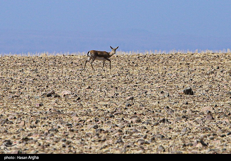 تصاویر: آخرین بازماندگان آهوی ایرانی در شمال غرب کشور