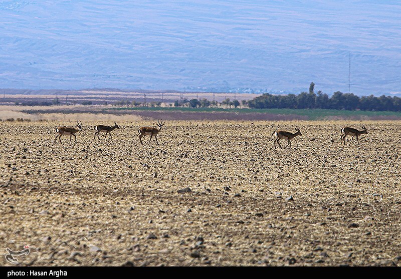 تصاویر: آخرین بازماندگان آهوی ایرانی در شمال غرب کشور