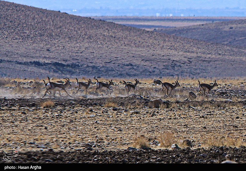 تصاویر: آخرین بازماندگان آهوی ایرانی در شمال غرب کشور