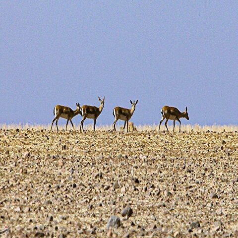 تصاویر: آخرین بازماندگان آهوی ایرانی در شمال غرب کشور
