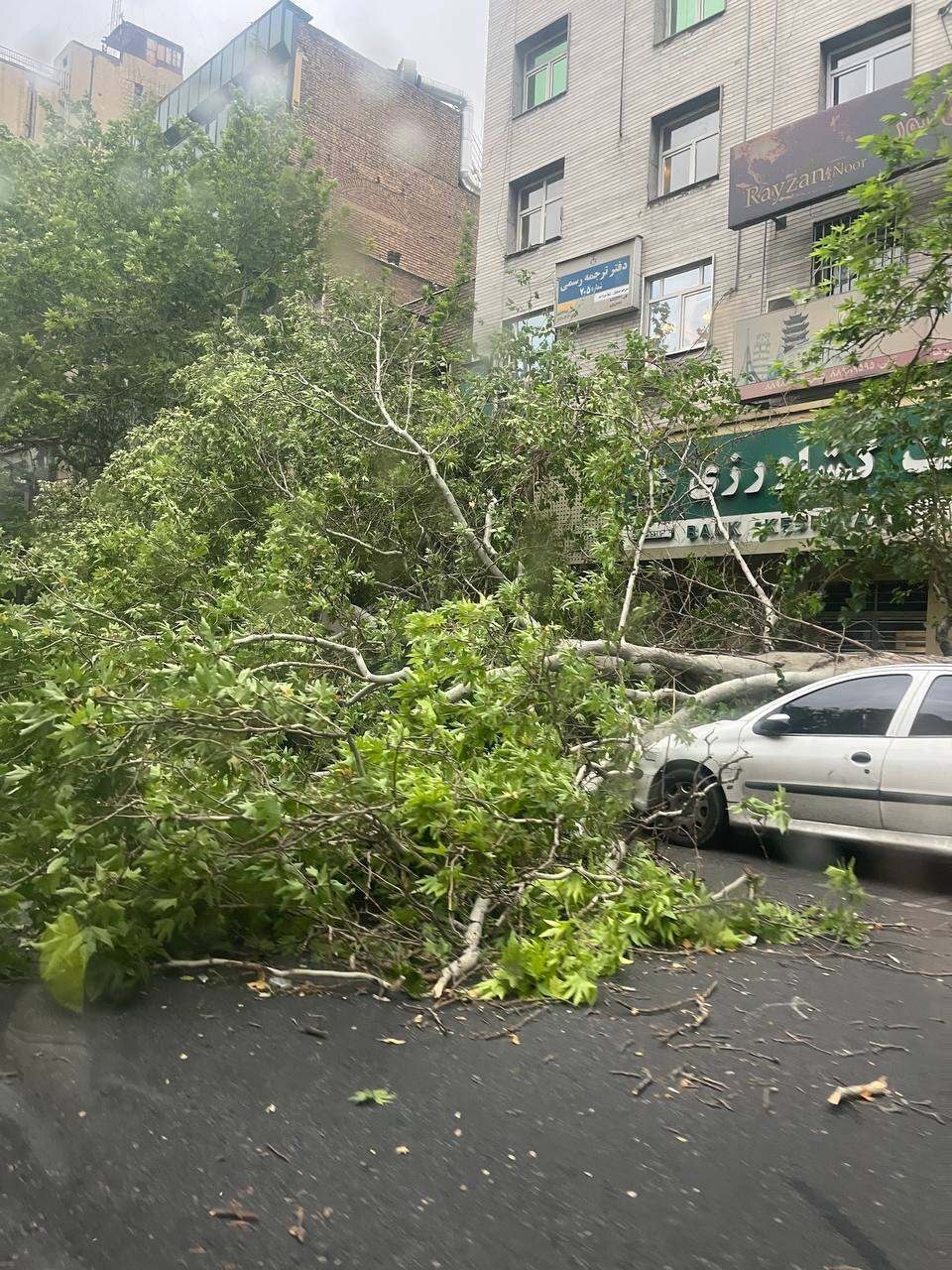 تصاویر: شکست ۱۰ درخت بر اثر طوفان ساعتی قبل در بلوار کشاورز تهران