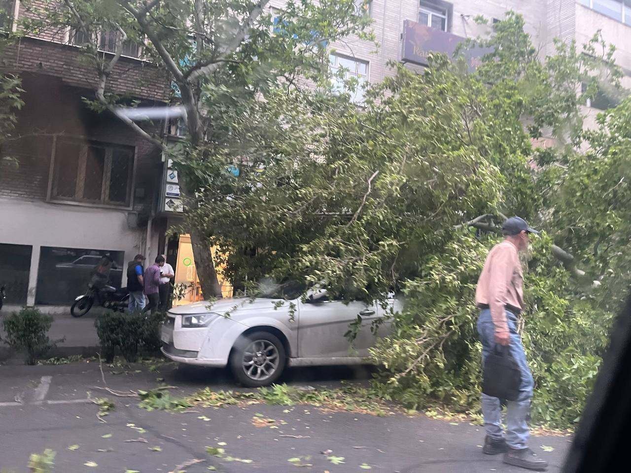 تصاویر: شکست ۱۰ درخت بر اثر طوفان ساعتی قبل در بلوار کشاورز تهران