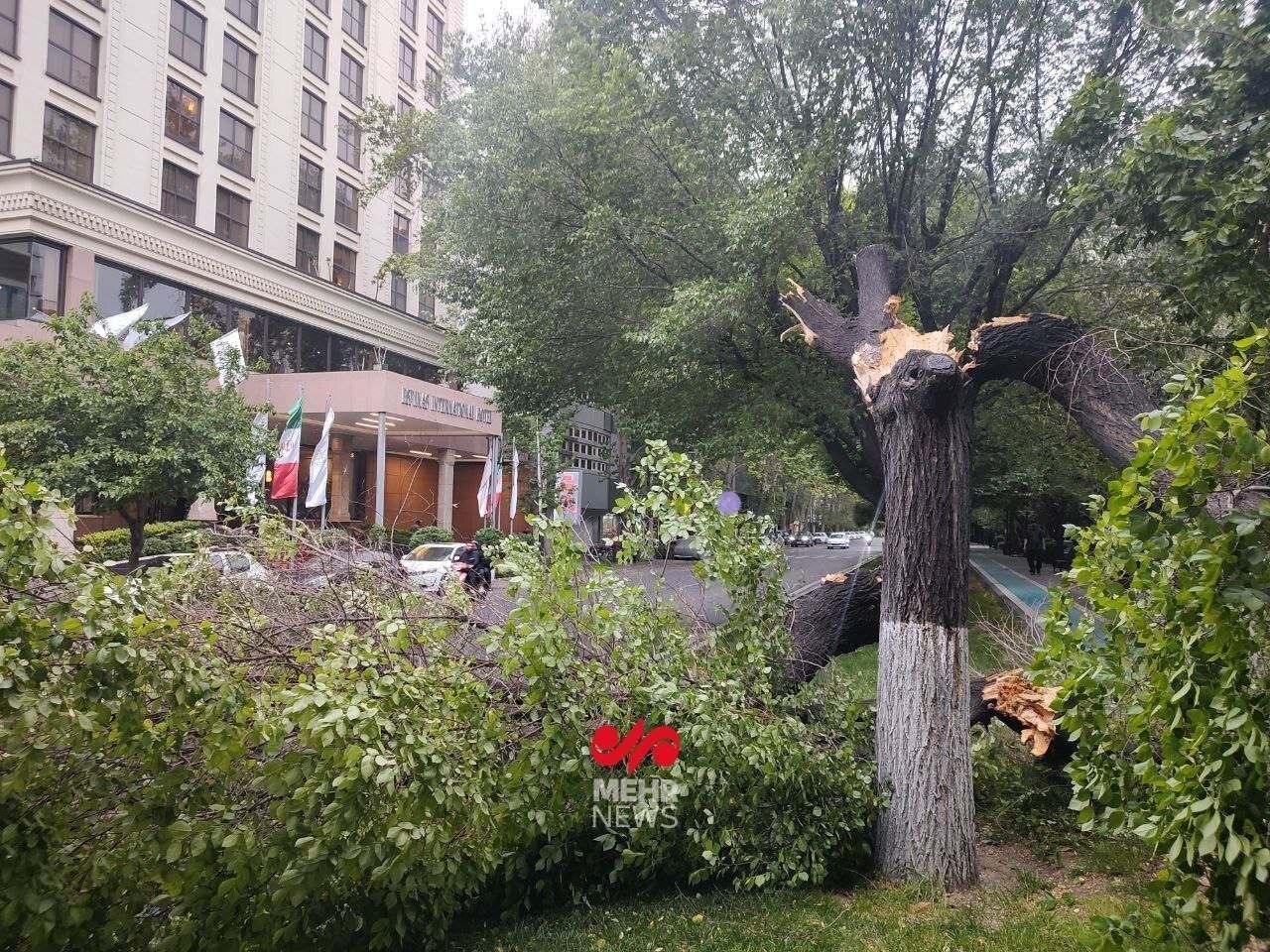 تصاویر: شکست ۱۰ درخت بر اثر طوفان ساعتی قبل در بلوار کشاورز تهران