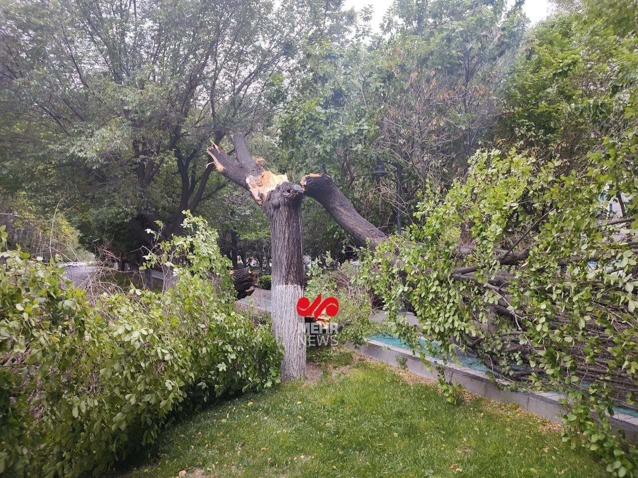 تصاویر: شکست ۱۰ درخت بر اثر طوفان ساعتی قبل در بلوار کشاورز تهران