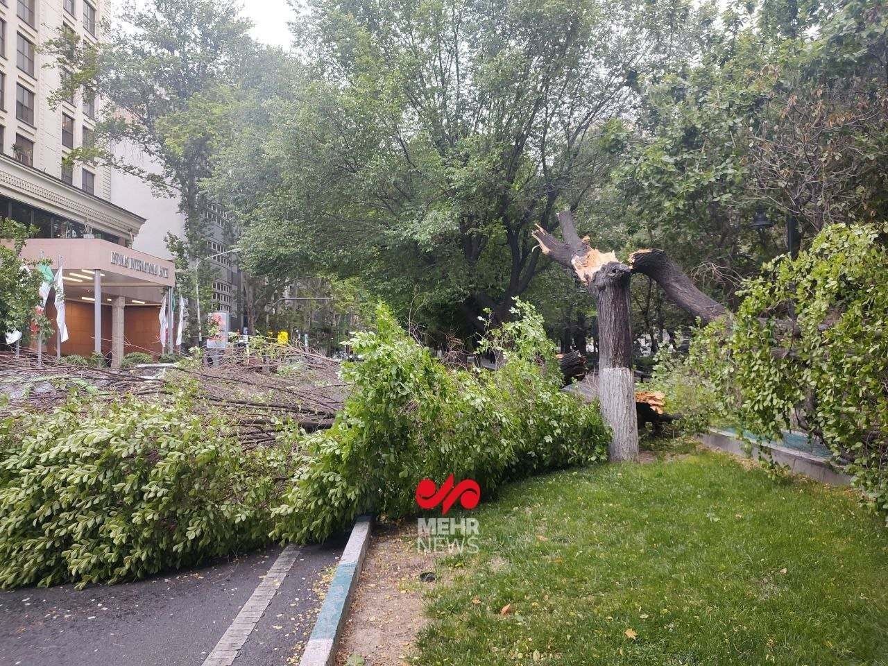 تصاویر: شکست ۱۰ درخت بر اثر طوفان ساعتی قبل در بلوار کشاورز تهران