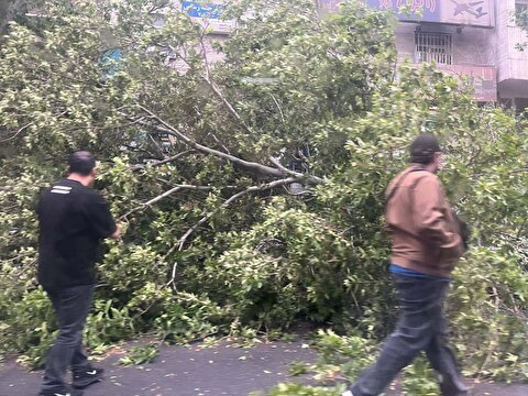 تصاویر: شکست ۱۰ درخت بر اثر طوفان ساعتی قبل در بلوار کشاورز تهران
