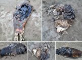 کشف لاشه پنج قلاده فوک خزری در سواحل بابلسر و جویبار / شمار تلفات به ۱۷ مورد رسید