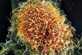 از هانتاویروس تا ابولا: چرا شیوع اخیر ویروس‌ها دانشمندان را سردرگم کرده است؟