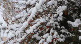 هواشناسی: کاهش ۶ تا ۱۲ درجه ای دما در گیلان/ برف و کولاک در ارتفاعات