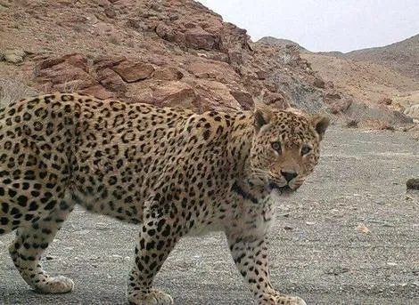 ویدیو / مشاهده پلنگ برای اولین بار در مناطق شکار ممنوع کوه هوای لامرد