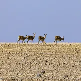 تصاویر: آخرین بازماندگان آهوی ایرانی در شمال غرب کشور