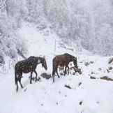 تصاویر: بارش برف زمستانی سوادکوه - مازندران
