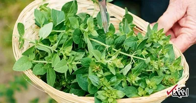 مزایای شگفت انگیز پونه کوهی برای سلامتی