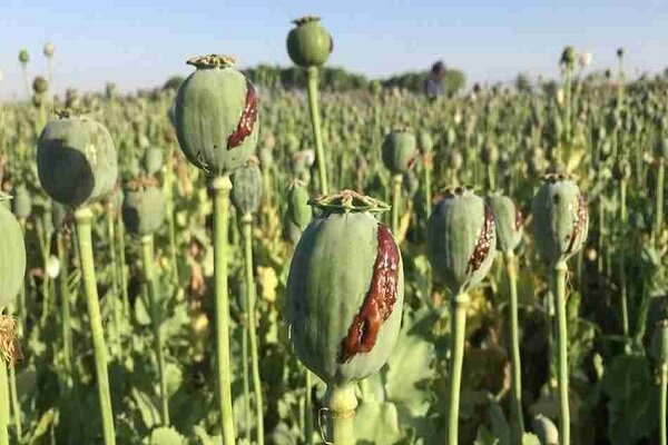 ستاد مبارزه با مواد مخدر: کشت هر گونه گیاه مخدر پایه در کشور ممنوع است؛ درباره گیاه شاهدانه نیز هیچ مجوزی صادر نشده/ برخی اظهارات غیر مستند در این خصوص، می‌تواند در مجامع بین‌المللی علیه ایران مورد استناد قرار گیرد