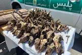 ۴۱ جمجمه آهو از چاه آب در شاهین‌شهر و میمه کشف شد / پلیس: متهمان طی یک سال گذشته بیش از ۵۰ رأس آهو را در مناطق حفاظت‌شده شکار کرده‌اند