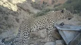 ببینید / ثبت حضور پلنگ ماده در منطقه شکار ممنوع کوه سفید؛ «پریزاد» نام پلنگ جدید شناسایی شده