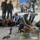 محیط‌زیست: مرگ یک قلاده خرس قهوه‌ای بر اثر اصابت گلوله در مناطق آزاد شهرستان دنا