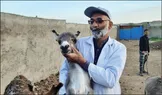 الاغ‌داری، معطل  دریافت کد بهداشتی
