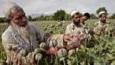 طالبان: کشت خشخاش در افغانستان به صفر رسیده است