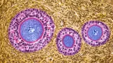 تخمدان‌ها پس از یائسگی دستخوش تغییرات زیستی می‌شوند که ممکن است خطر سرطان را افزایش دهد