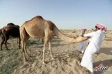 تصاویر : اخراج شترهای قطری از عربستان!