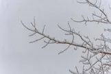 کاهش دما و یخبندان در تهران طی سه شنبه و چهارشنبه