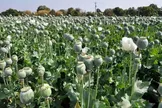 جمالیان، عضو کمیسیون بهداشت مجلس: میزان کشت خشخاش در استان‌های ایران بسیار بالا رفته/ در استانی که قبلا برنج می‌کاشتند، امروز به کاشت خشخاش روی آوردند/ با توجه به اینکه این محصولات خالص‌تر هستند، قطعاً شدت اعتیاد را افزایش می‌دهند/ خشخاش‌هایی که [غیر قانونی] کاشته می‌شوند، جزو کشفیات است و به کارخانه‌های داروسازی تحویل داده می‌شود